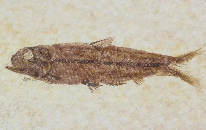 Small, Knightia Fossil Fish - Wyoming #47516